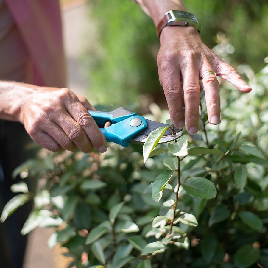 Taille et entretien d'un jardin